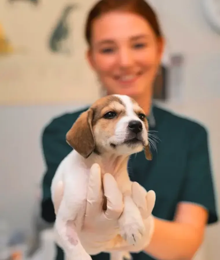 Yavru köpek tutan veteriner