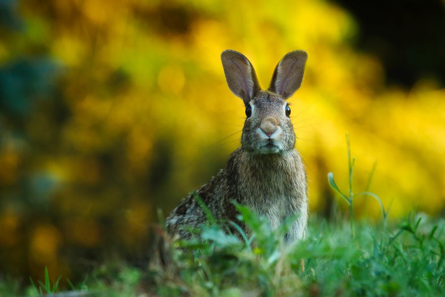 Sevimli tavşan