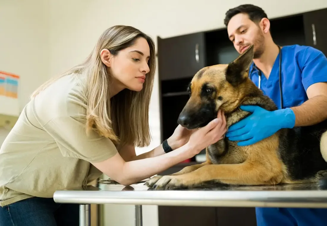 Bir köpeğe bakan veteriner