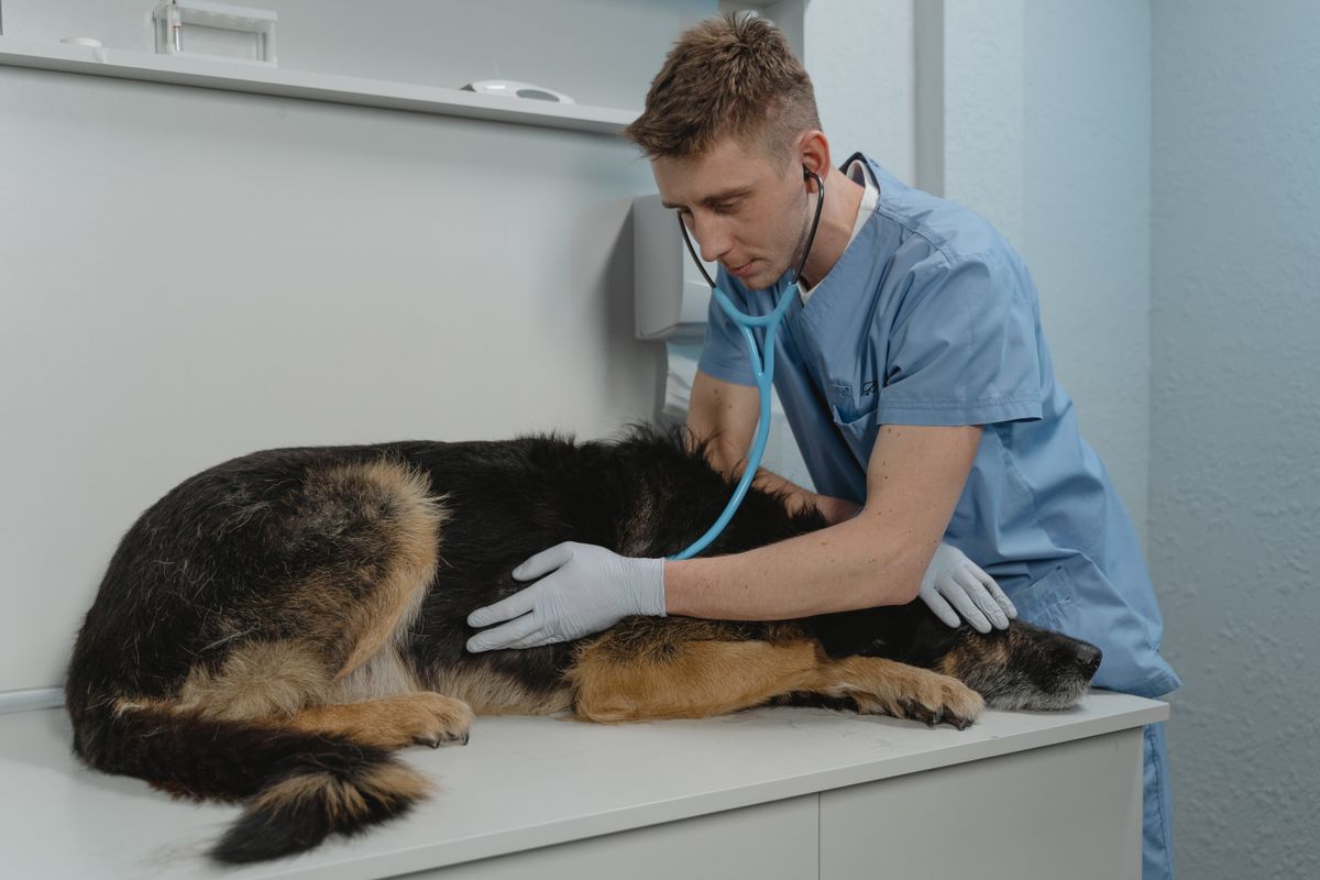 Köpeğini muayene ettiren veteriner
