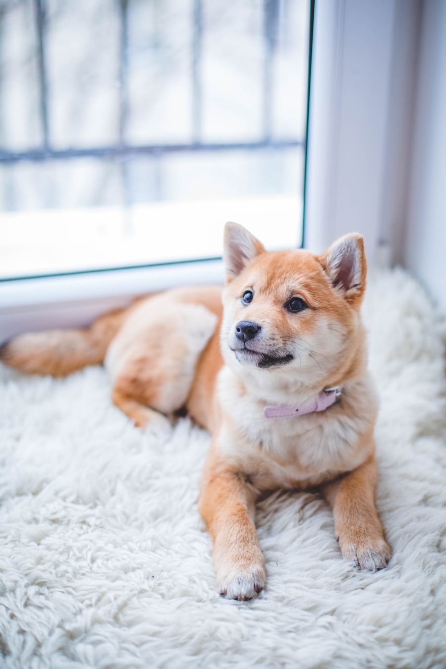 Yavru Köpeklerde Sosyalleşme Neden Önemli?