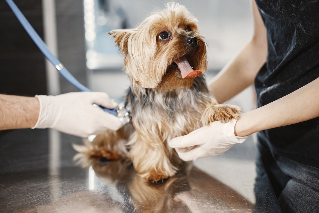 Veteriner ve köpek