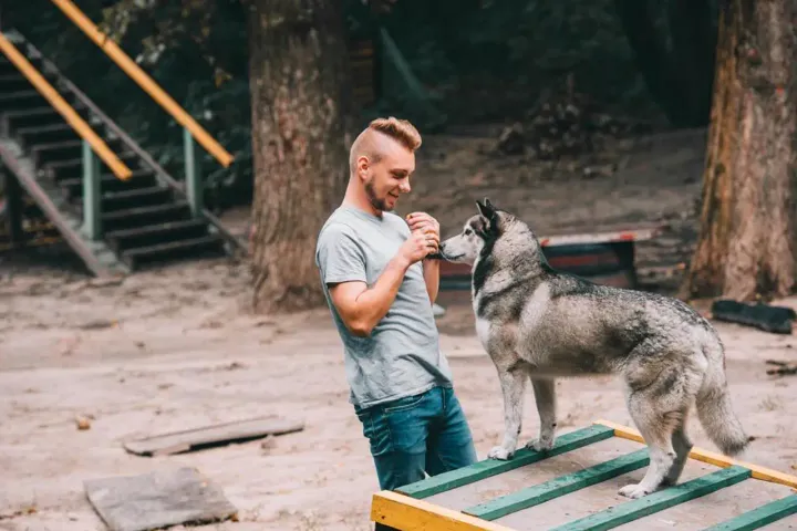 Açık havada köpek eğitimi