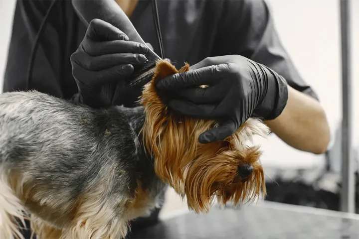 Yorkshire terrier tımarı