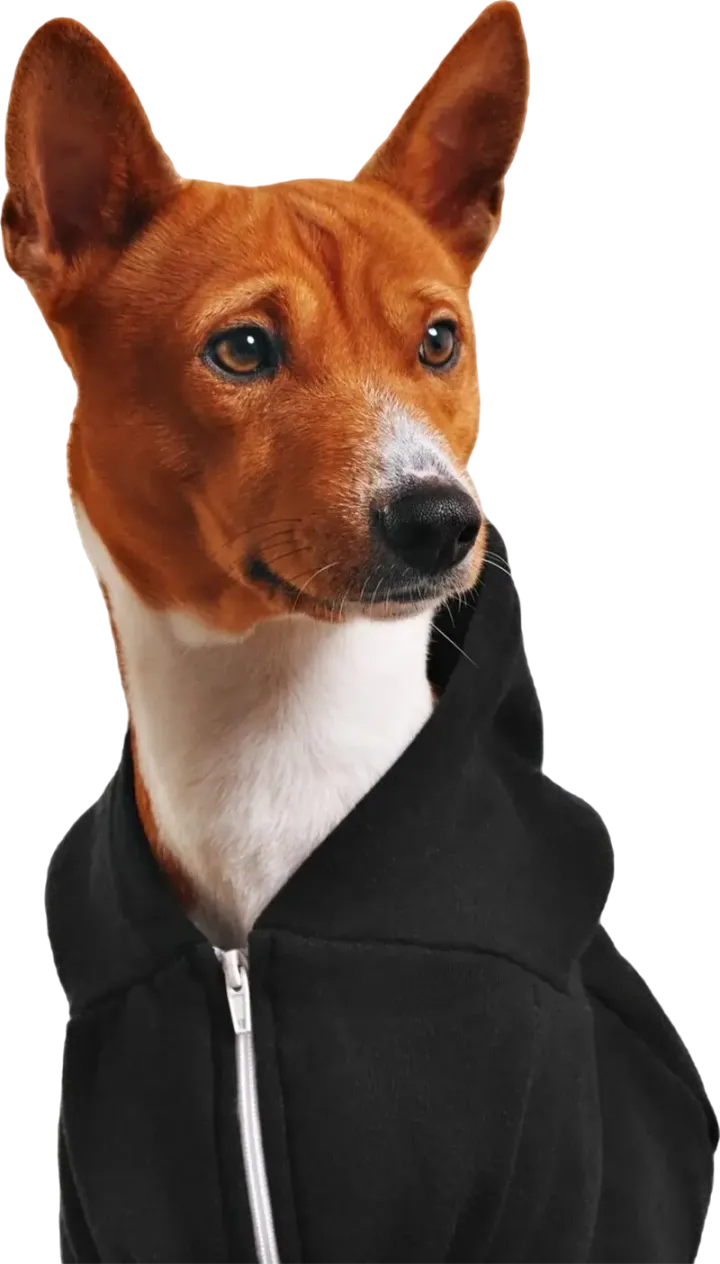 Bir basenji portresi
