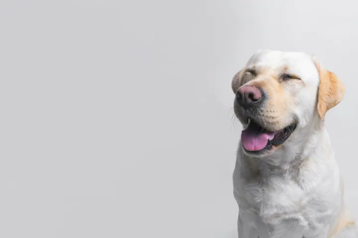 Neşeli bir labrador