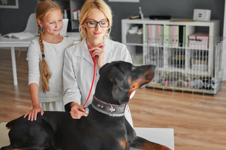 Doberman ile bir veteriner