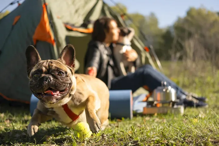 Oynayan bir fransız bulldog