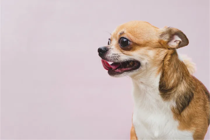 Mutlu bir chihuahua