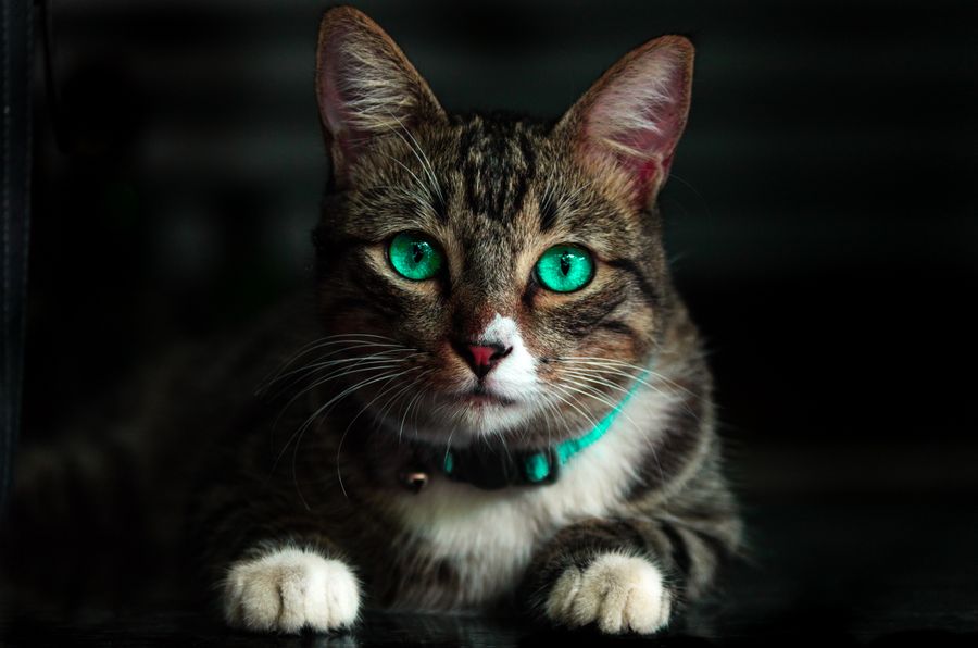 Kedi