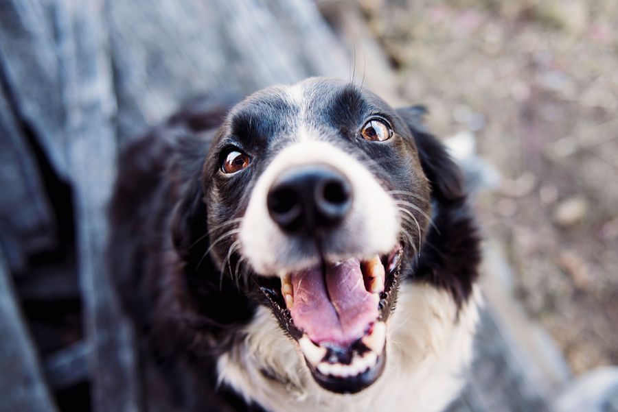 Köpek